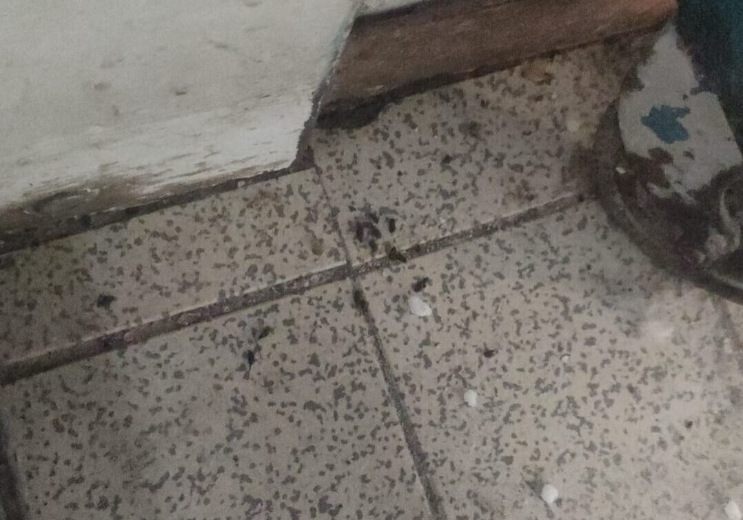 excréments de souris